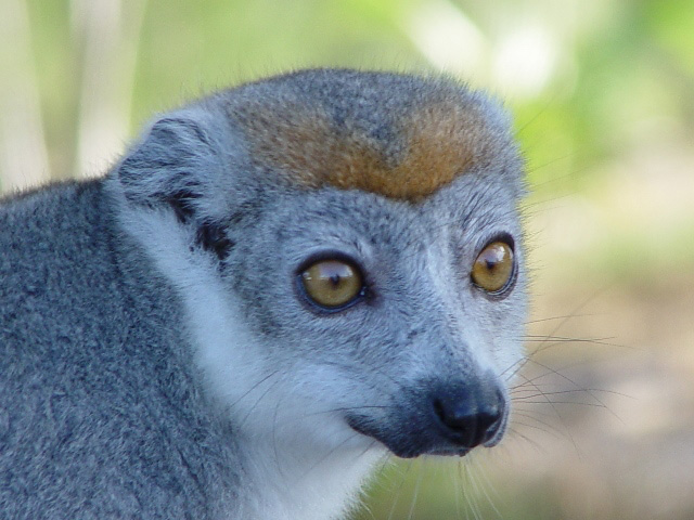 lemur